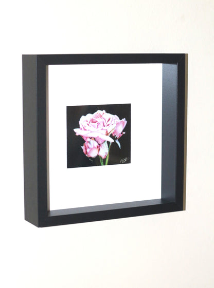 'Pink Rose' - 25x25cm